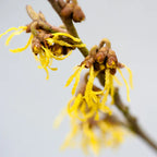 Pro Lift 3 Anti-Wrinkle Cream